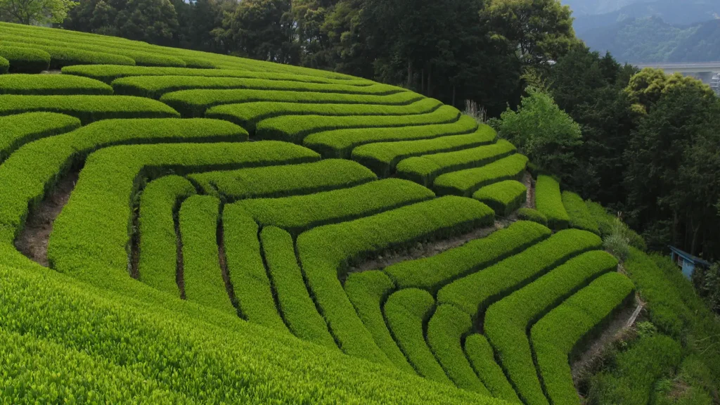 山の斜面にある茶畑