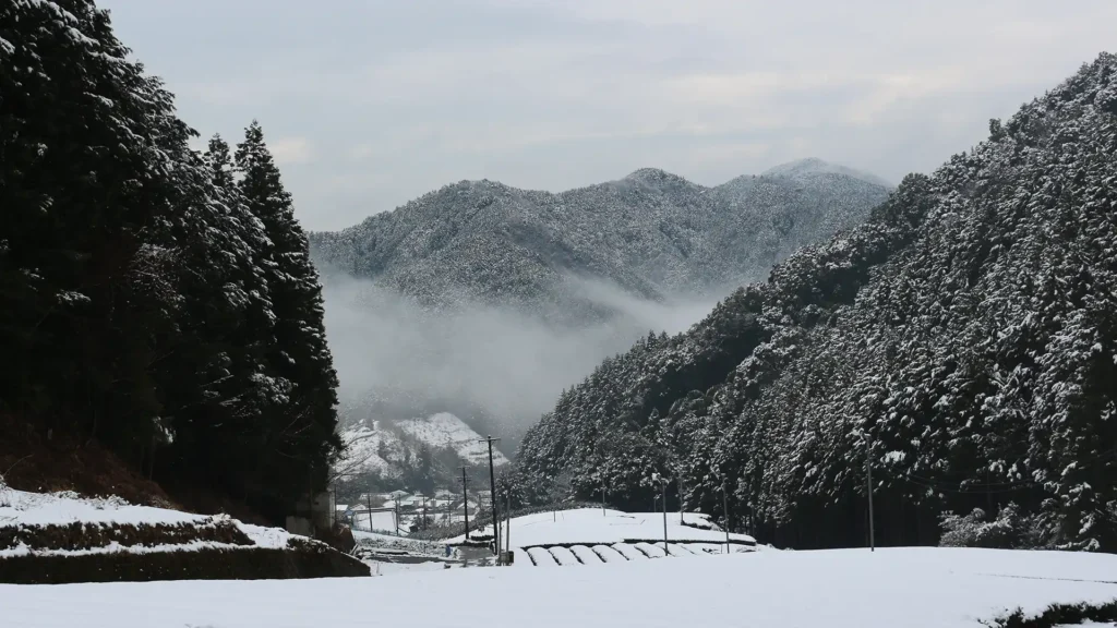 雪に埋もれる茶園